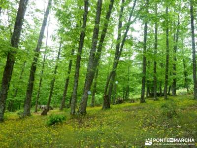 Castañar de El Tiemblo; excursiones viajes; viajes en otoño;parques naturales de la rioja